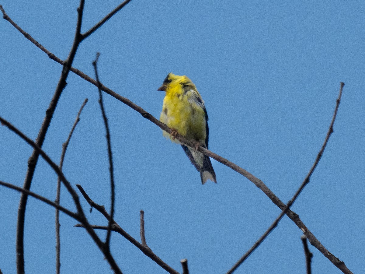 American Goldfinch - ML623959252