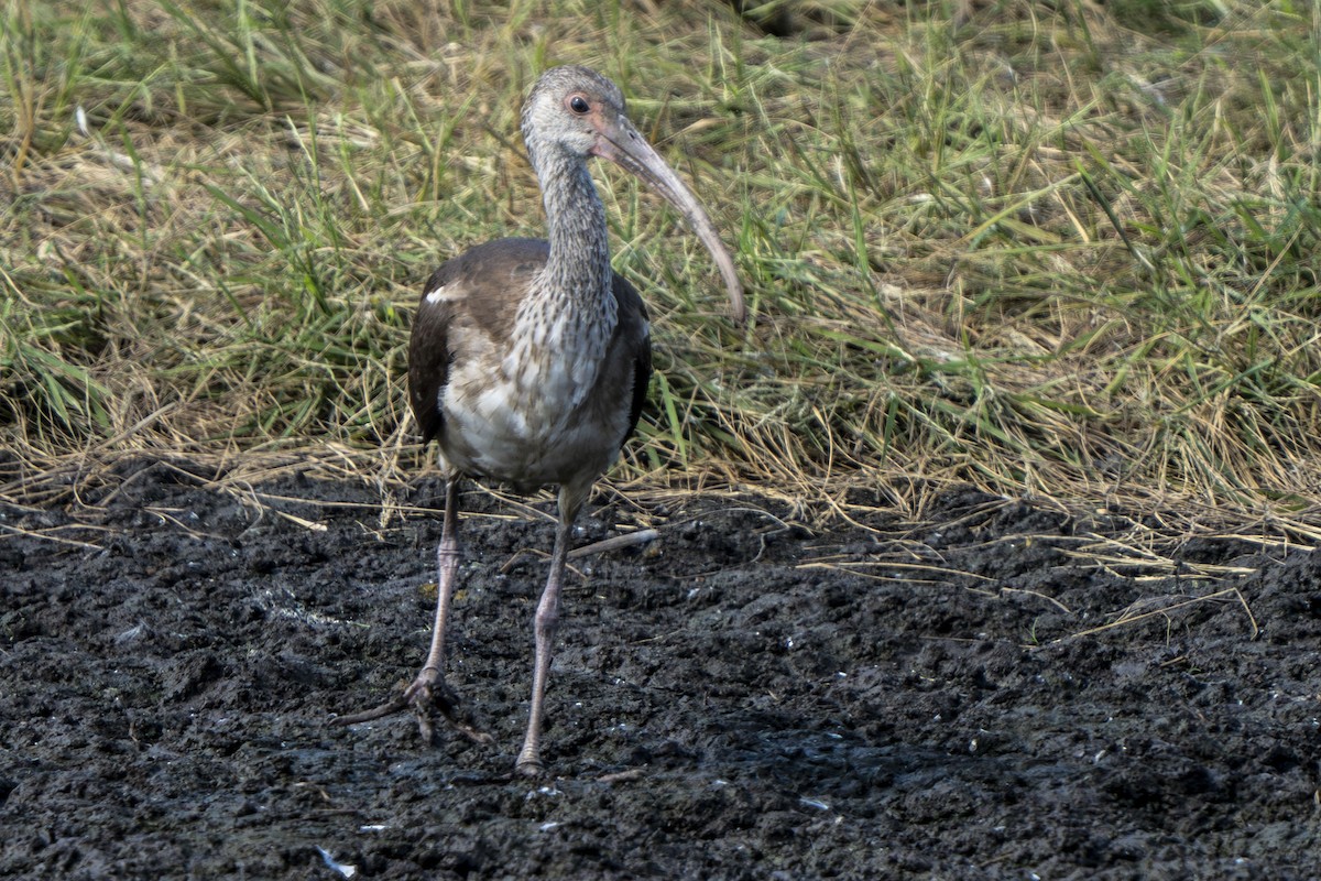 White Ibis - Helen Chelf