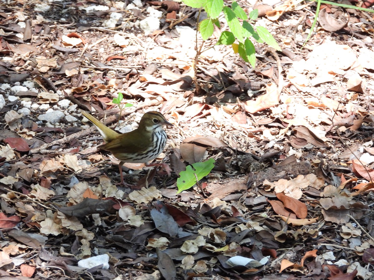 Ovenbird - ML623959263