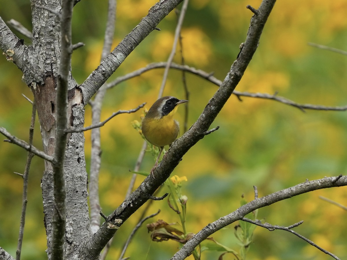 Common Yellowthroat - ML623959287