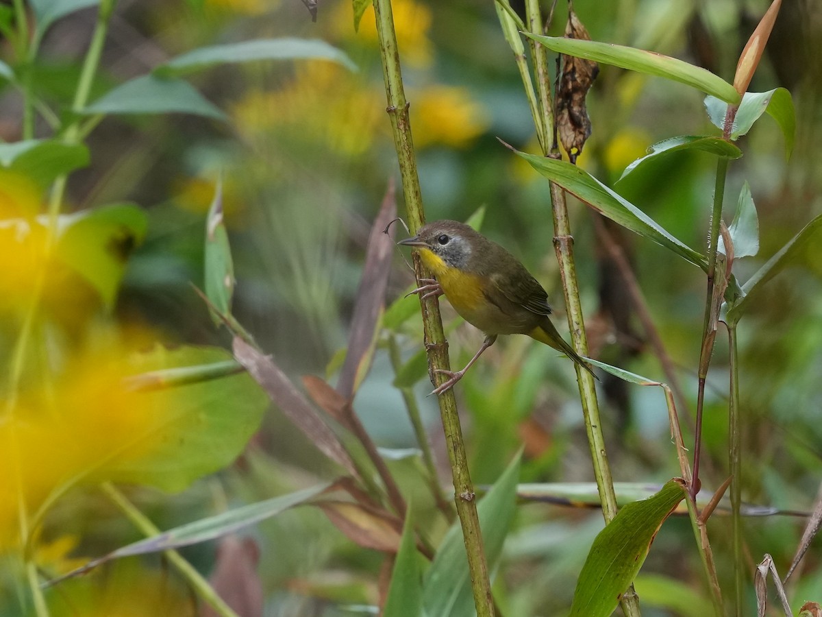 Common Yellowthroat - ML623959288