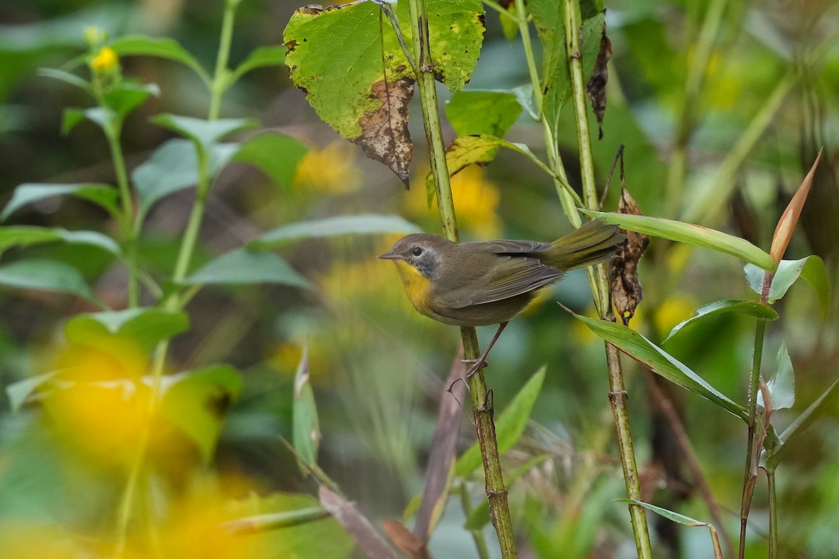 Common Yellowthroat - ML623959289