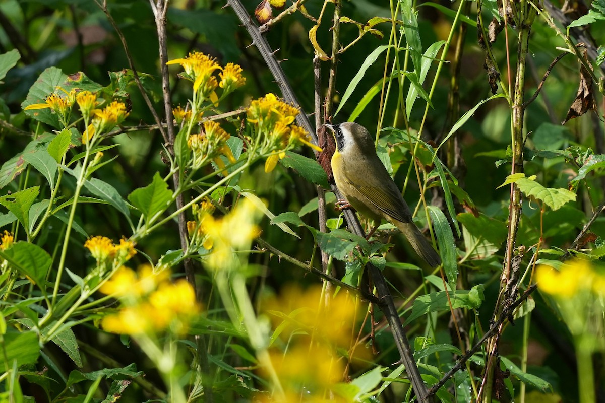 Common Yellowthroat - ML623959290