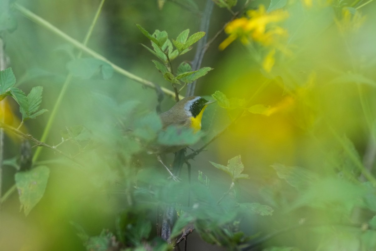 Common Yellowthroat - ML623959291