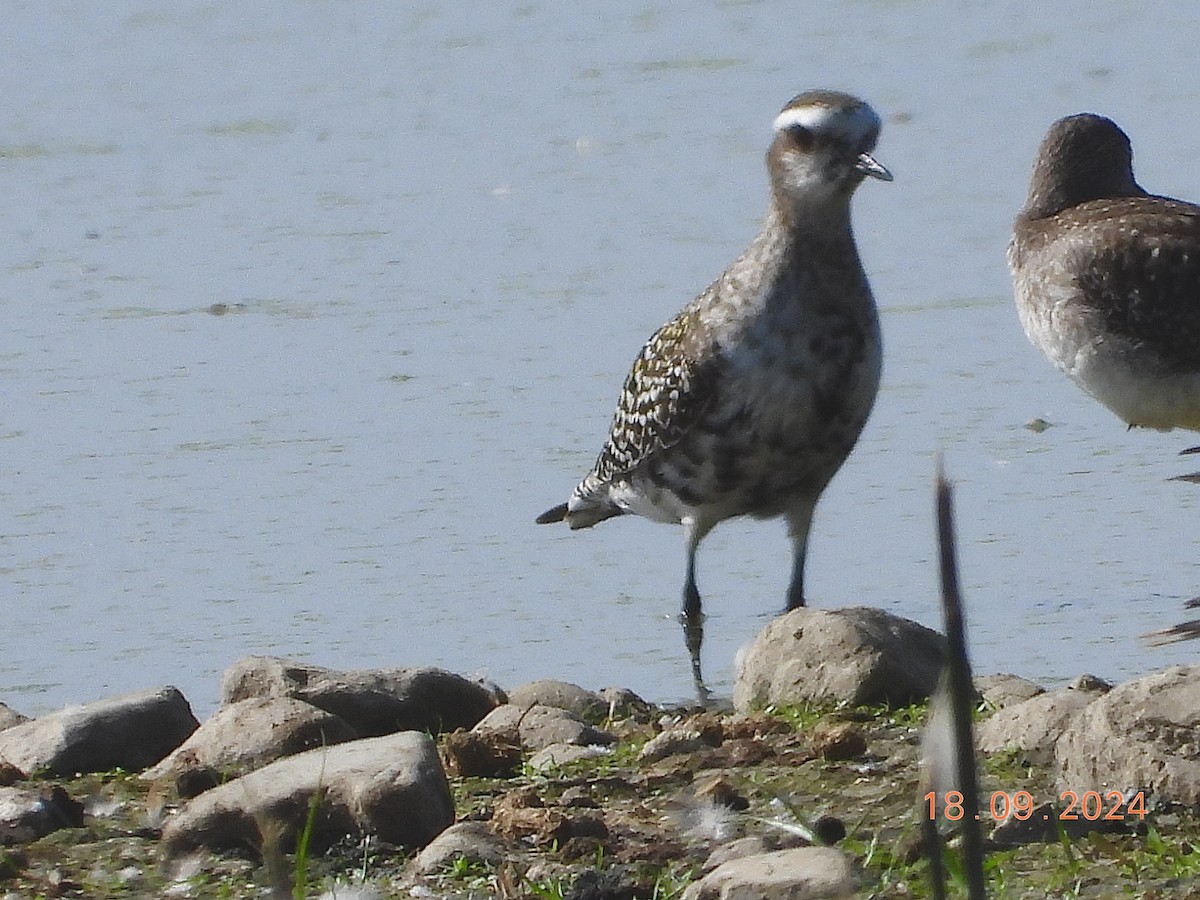 American Golden-Plover - ML623959304