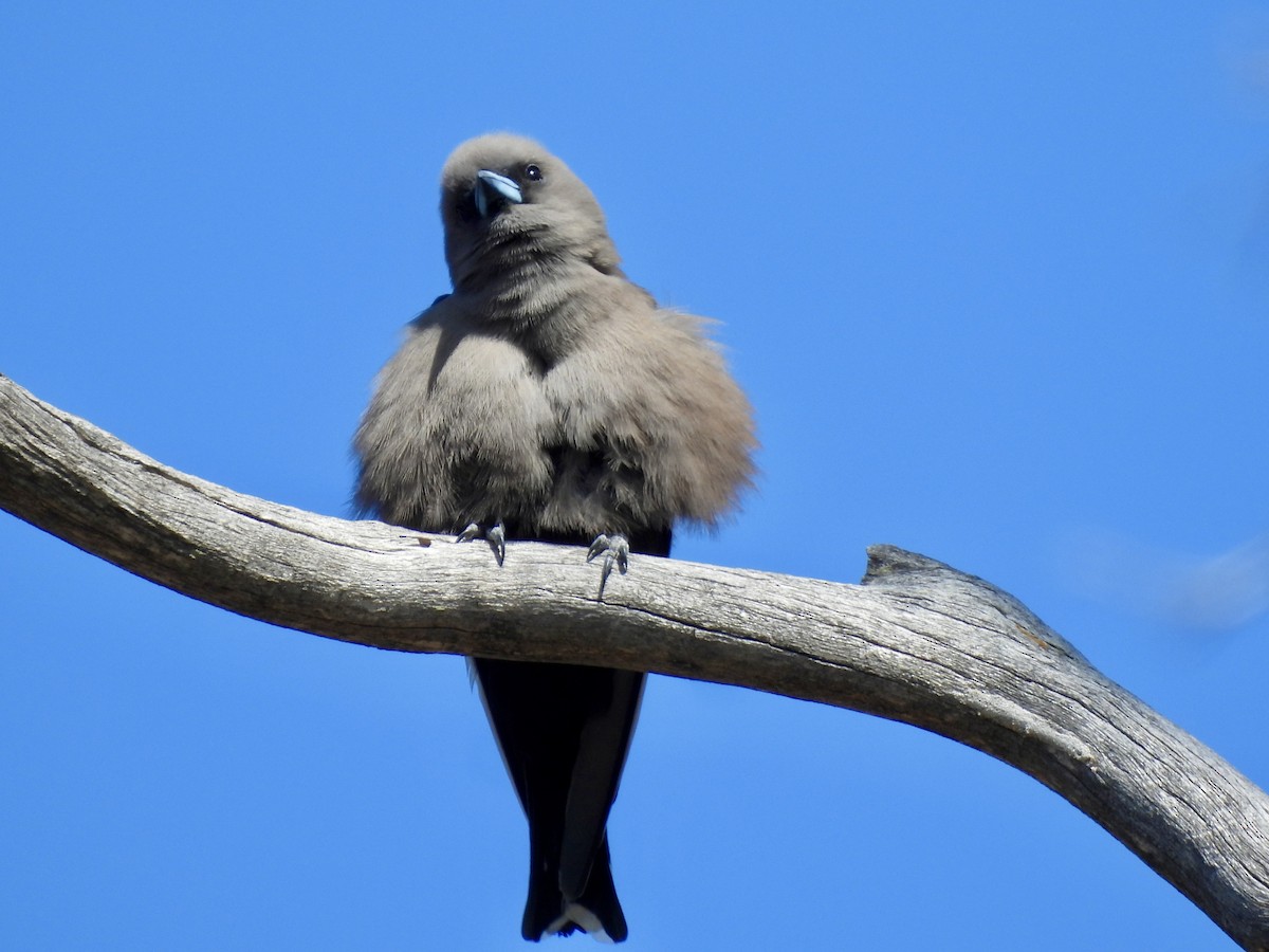 Dusky Woodswallow - ML623959307