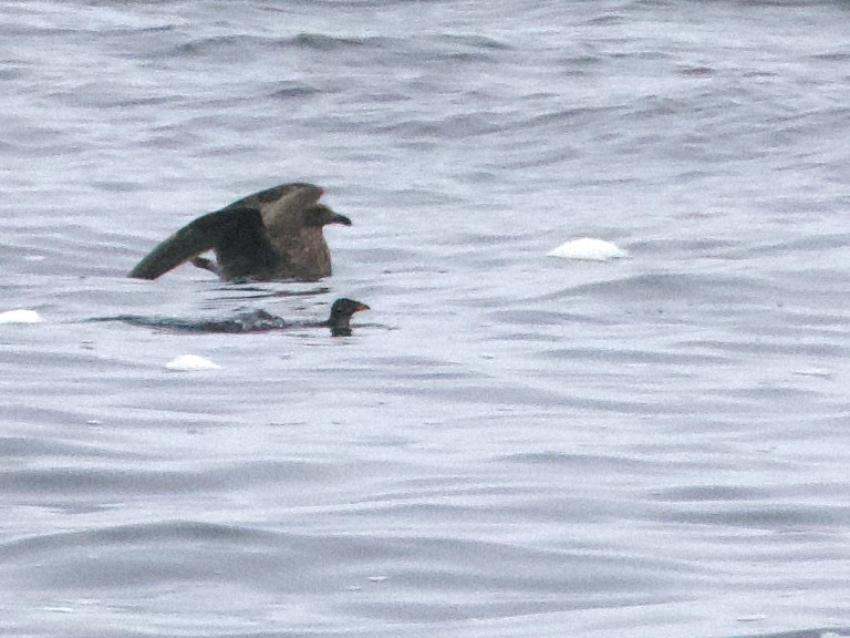 Rhinoceros Auklet - ML623959316