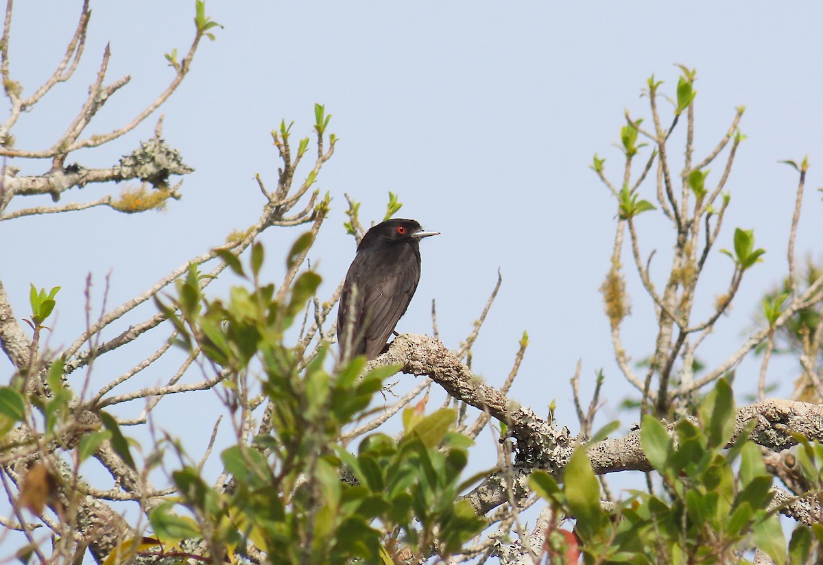 Blue-billed Black-Tyrant - ML623959319