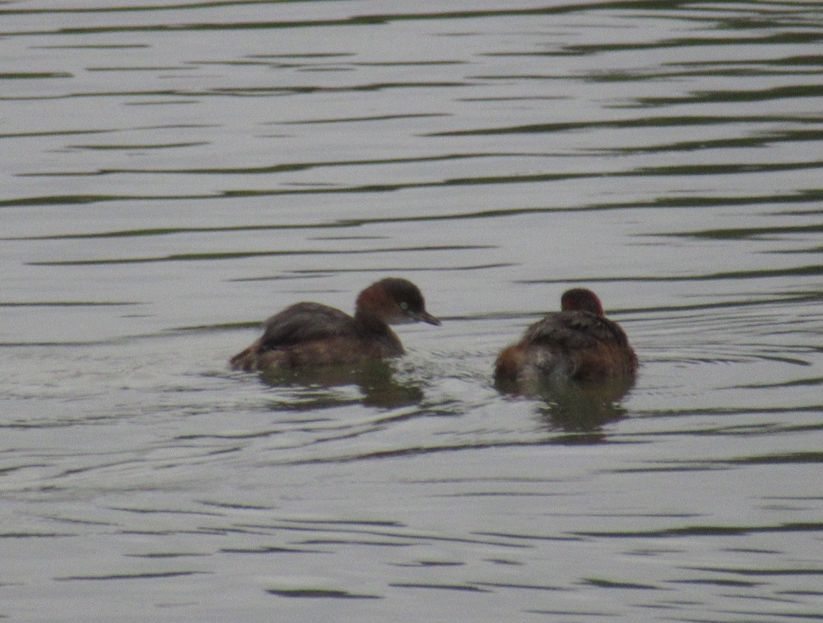 Little Grebe - Shawn Loewen