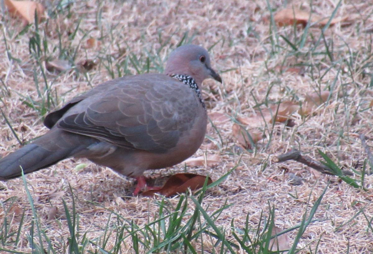 Spotted Dove - ML623959338