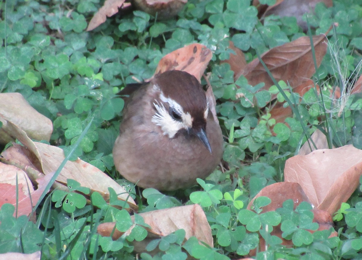 White-browed Laughingthrush - ML623959351