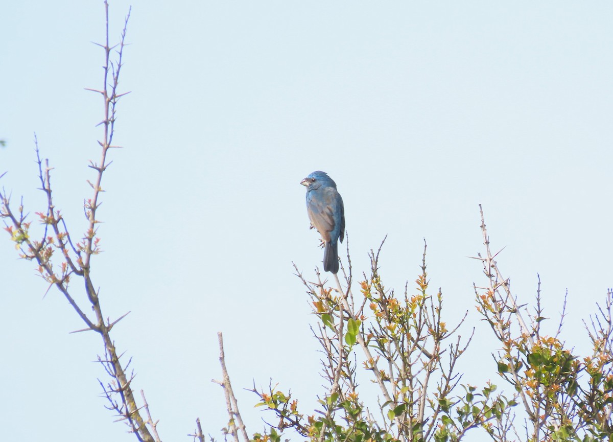 Glaucous-blue Grosbeak - ML623959355