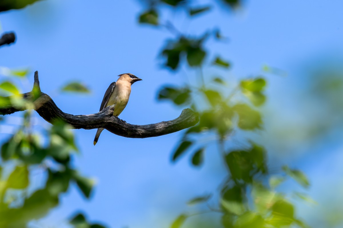 Cedar Waxwing - ML623959359