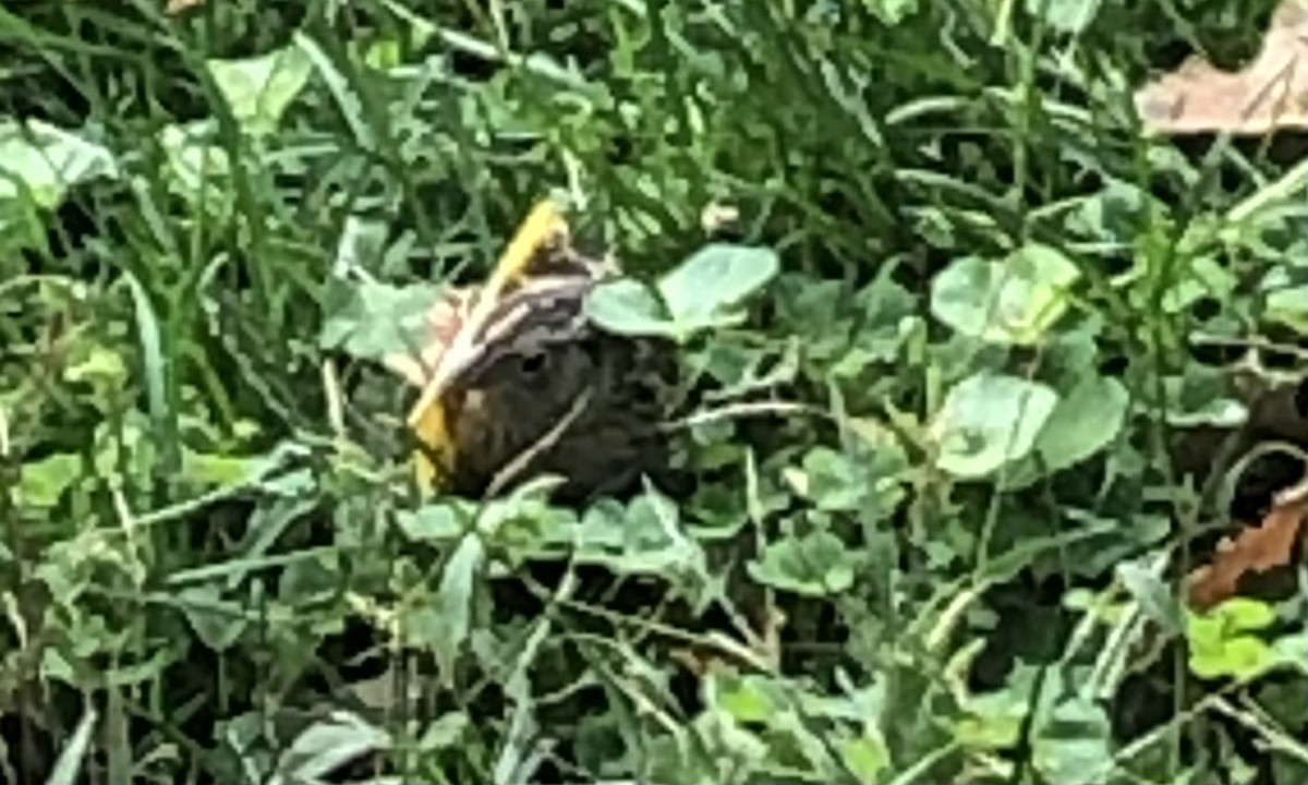 Grasshopper Sparrow - ML623959360