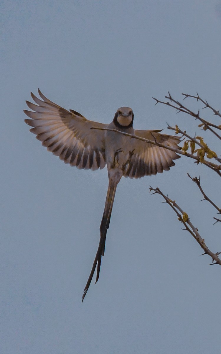 Streamer-tailed Tyrant - ML623959363