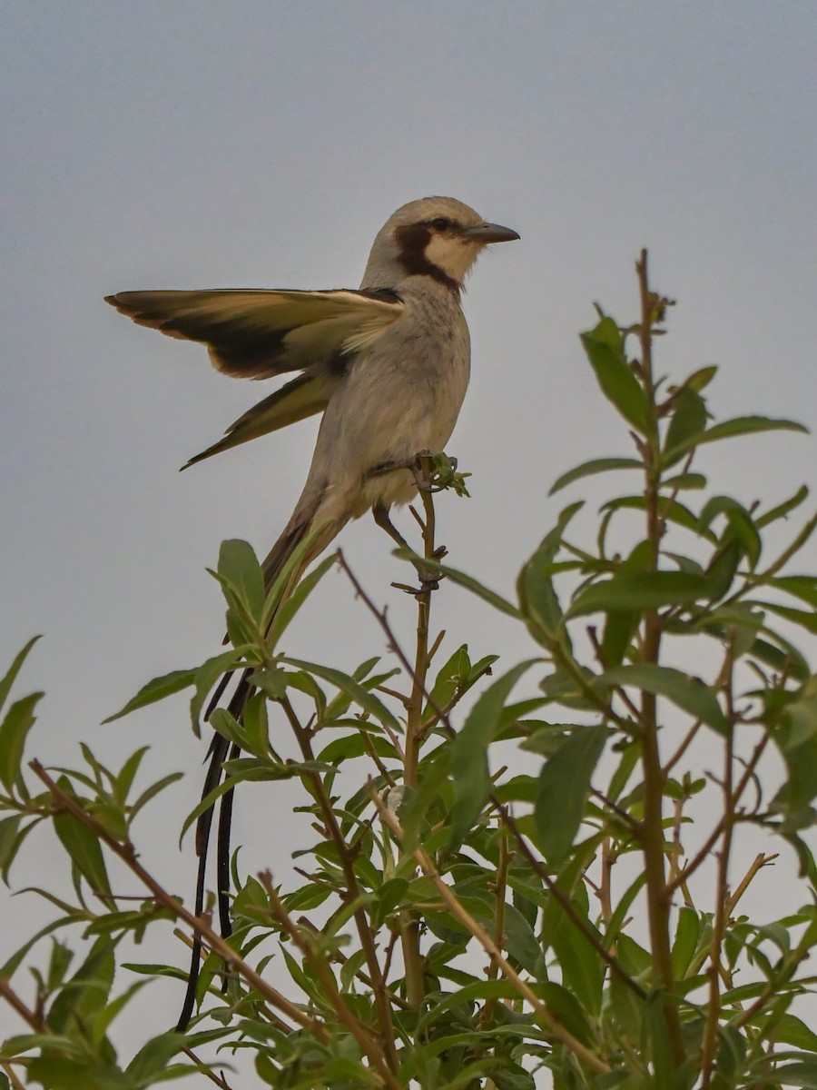 Streamer-tailed Tyrant - ML623959364