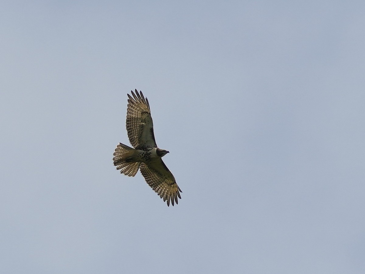 Red-tailed Hawk - ML623959372