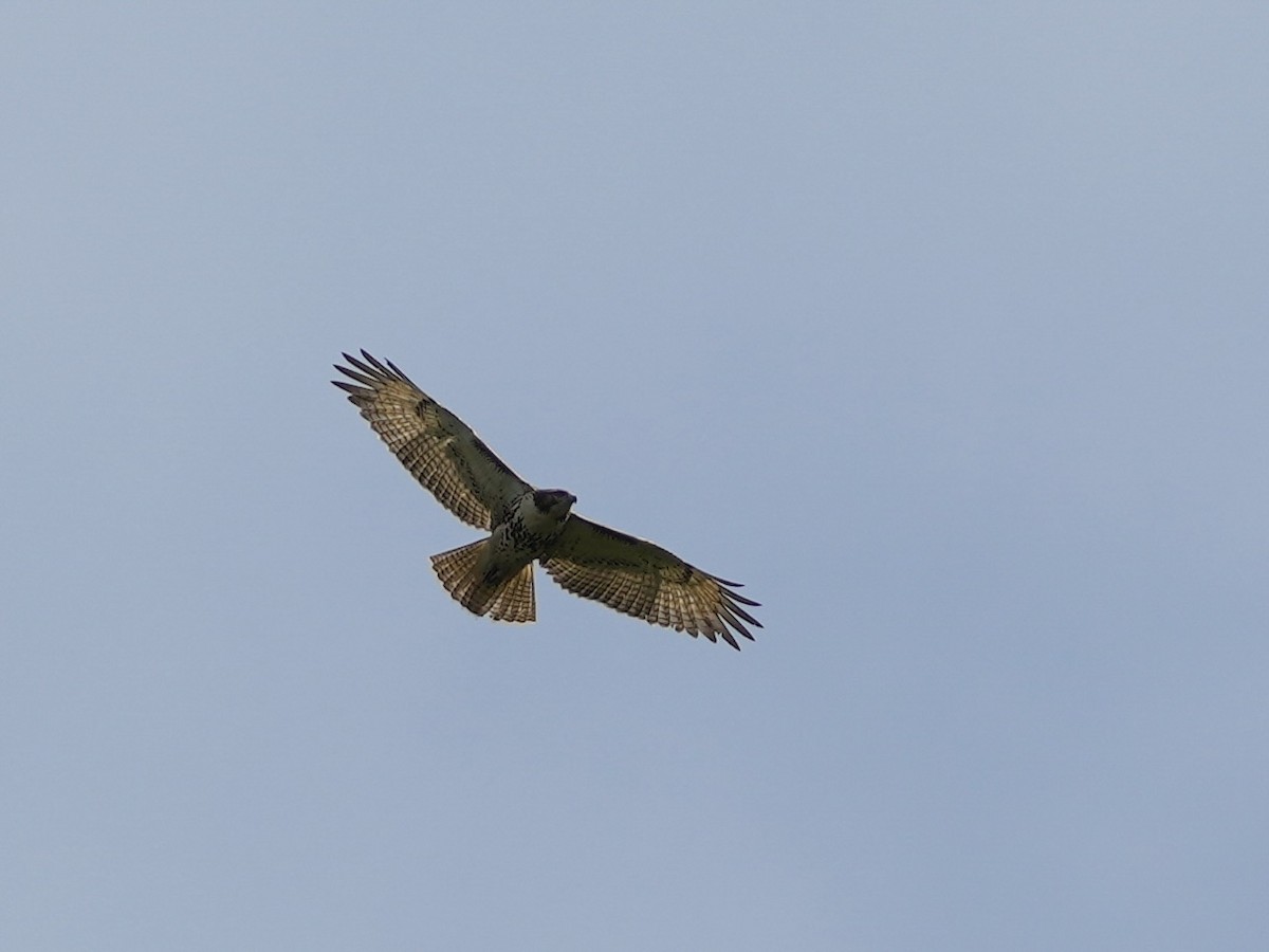 Red-tailed Hawk - ML623959374