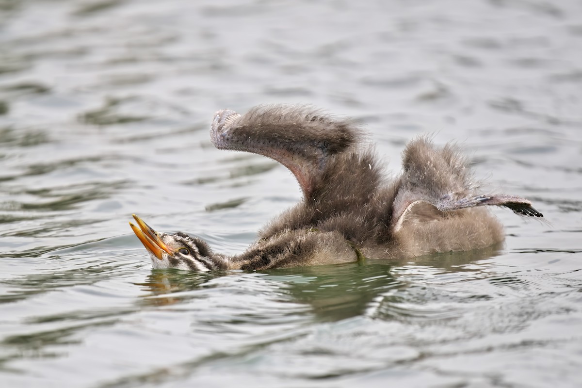 Red-necked Grebe - Gavin Edmondstone