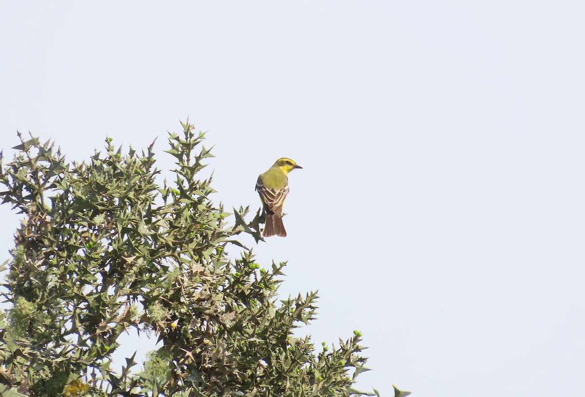 Yellow-browed Tyrant - ML623959383