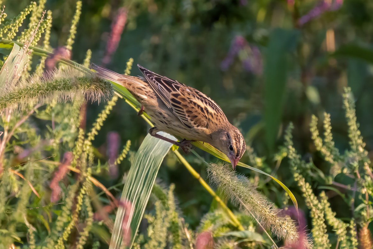 Bobolink - Chris Scott