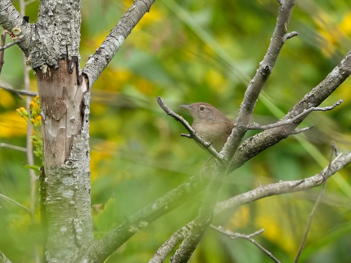 Northern House Wren - ML623959397