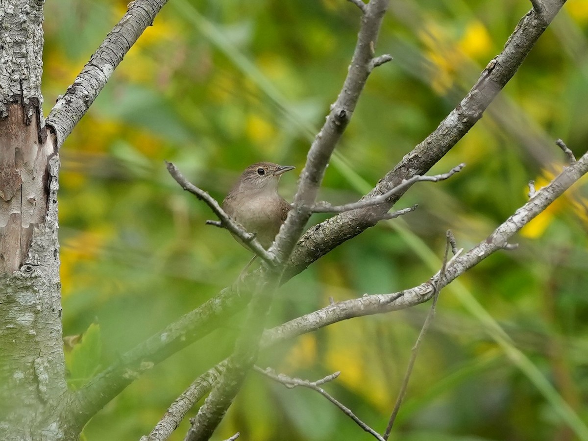 Northern House Wren - ML623959398