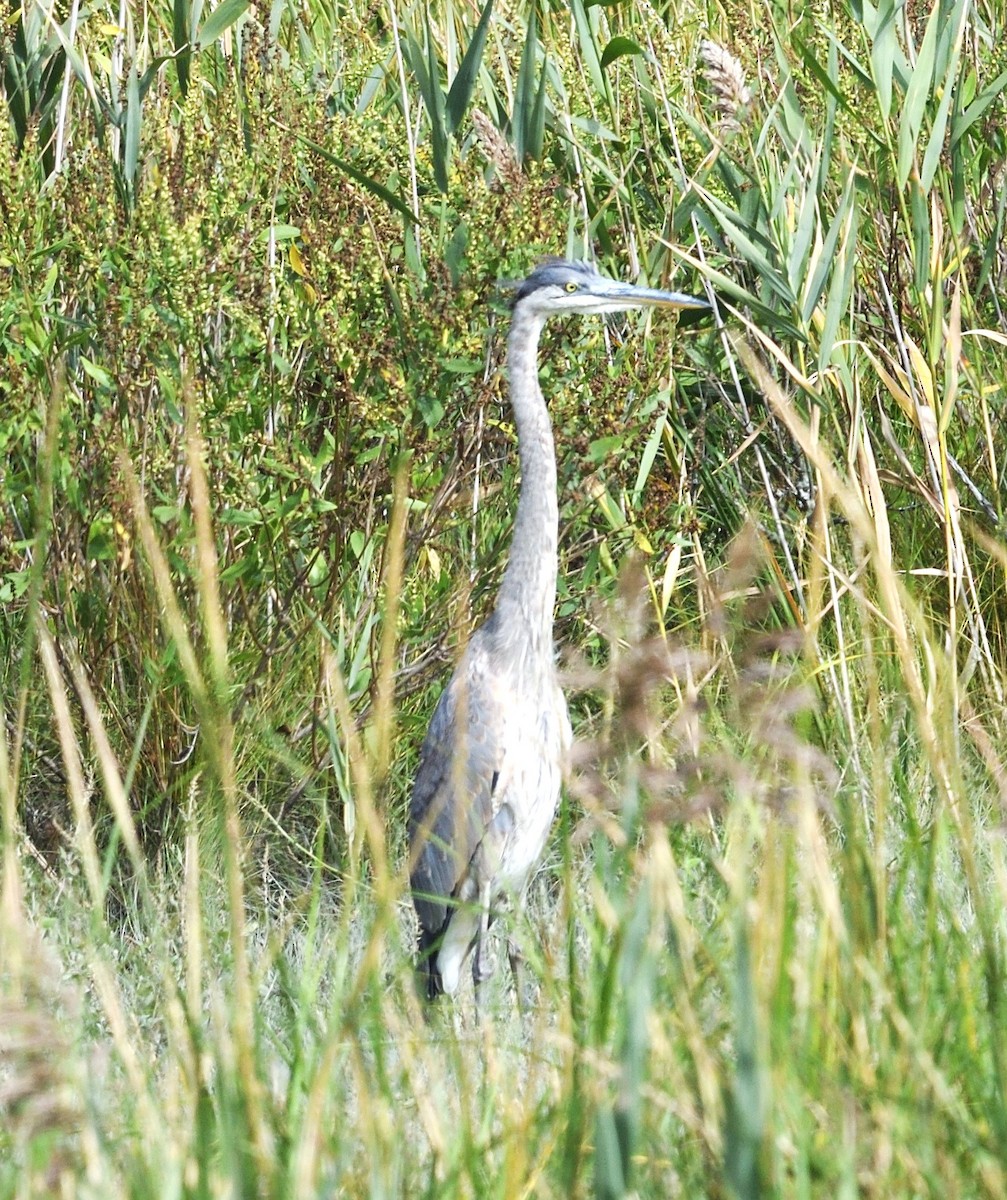 Great Blue Heron - ML623959410