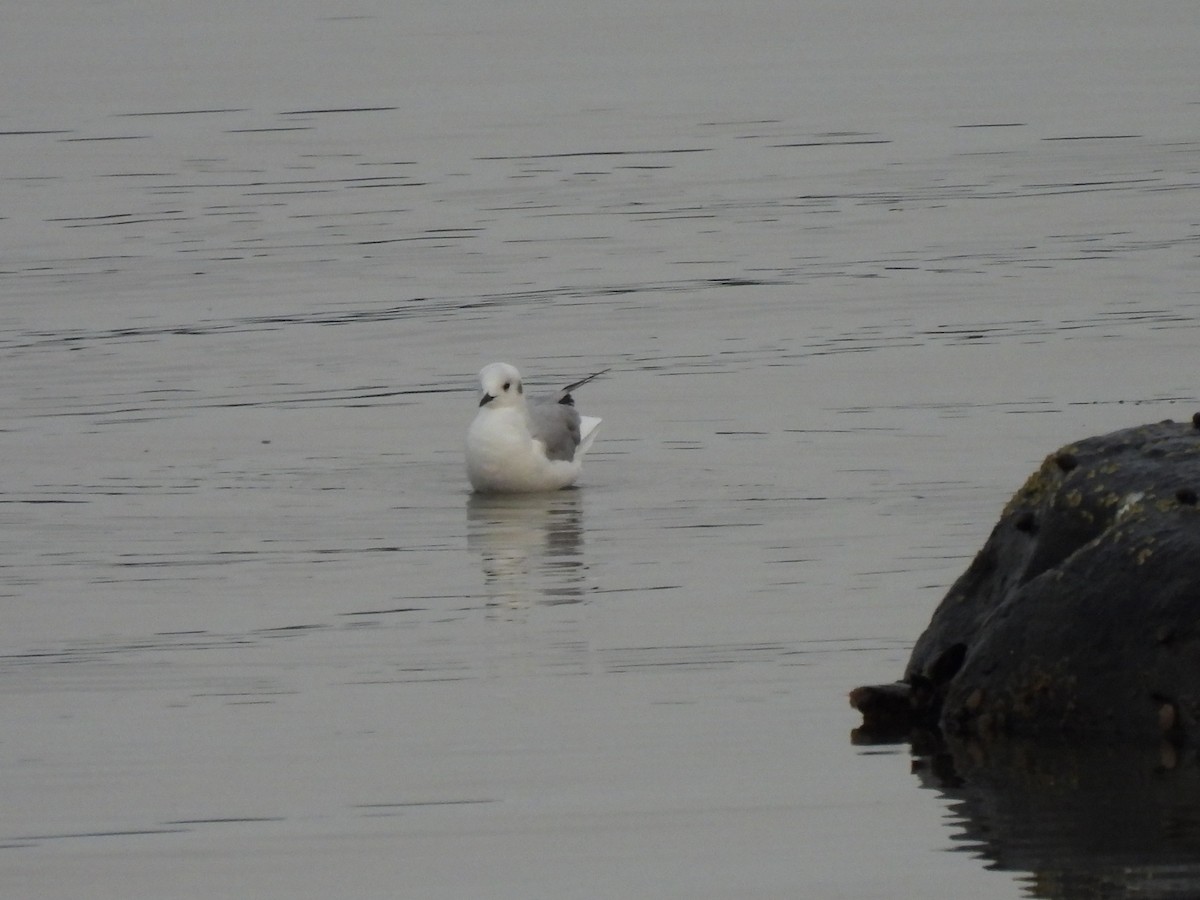 Mouette de Bonaparte - ML623959422