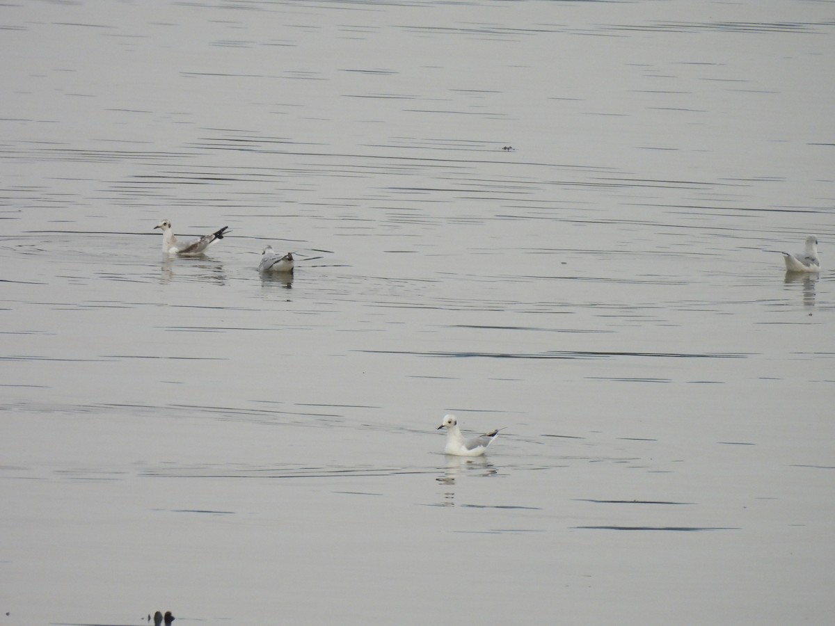 Mouette de Bonaparte - ML623959424