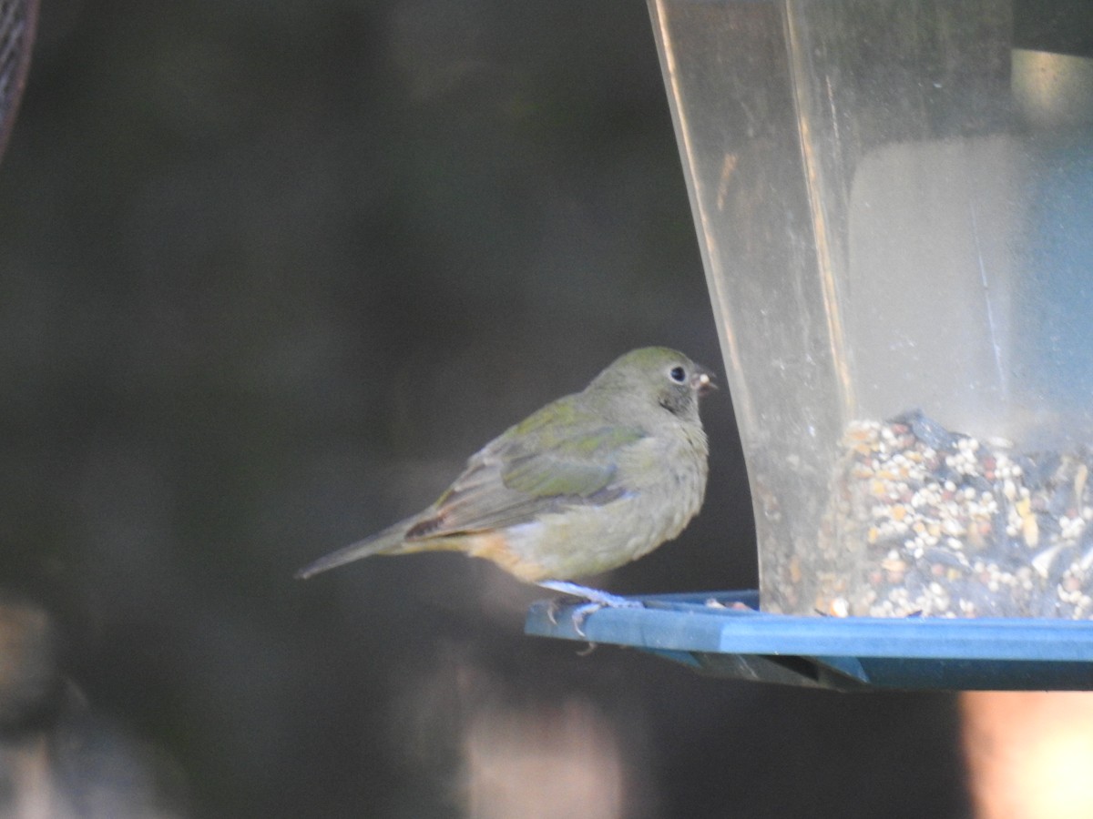 Painted Bunting - ML623959425