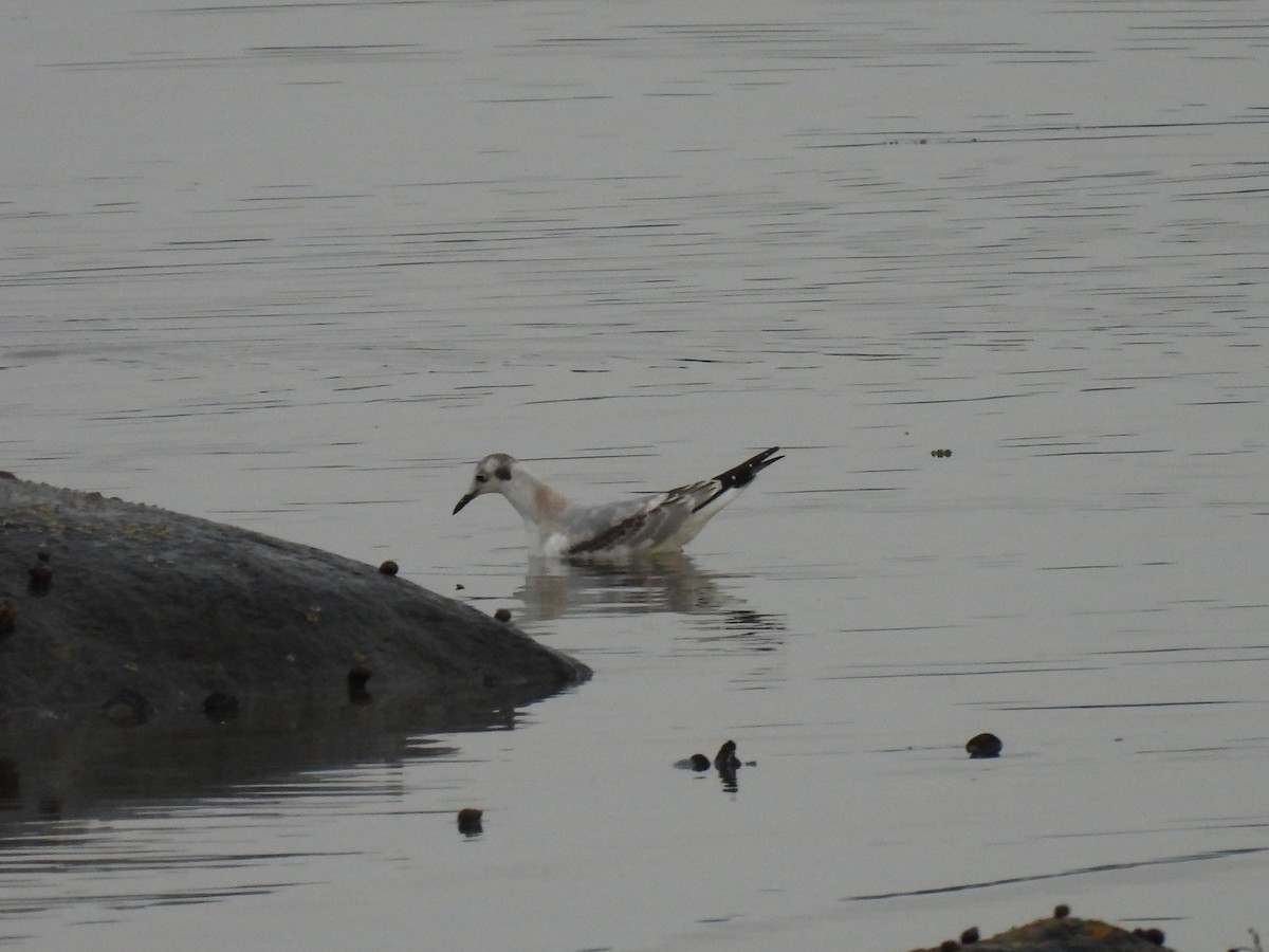 Mouette de Bonaparte - ML623959426