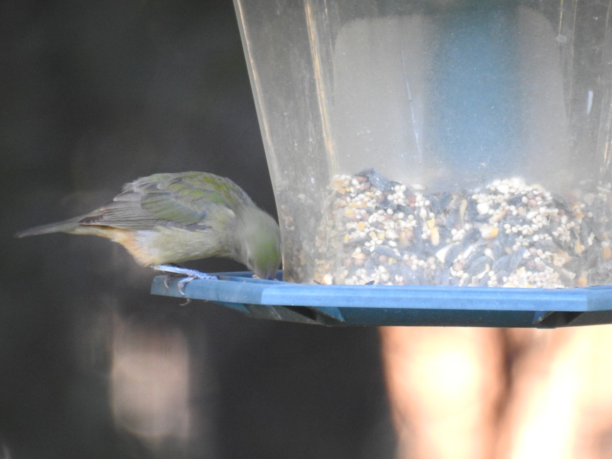 Painted Bunting - ML623959428