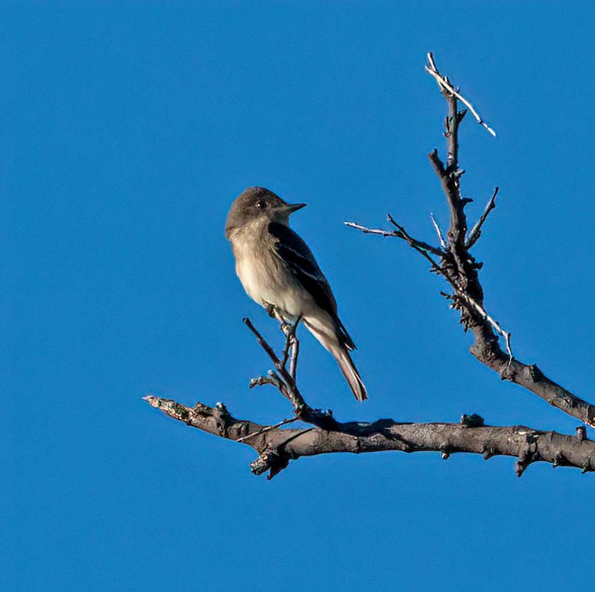 Western Wood-Pewee - ML623959430