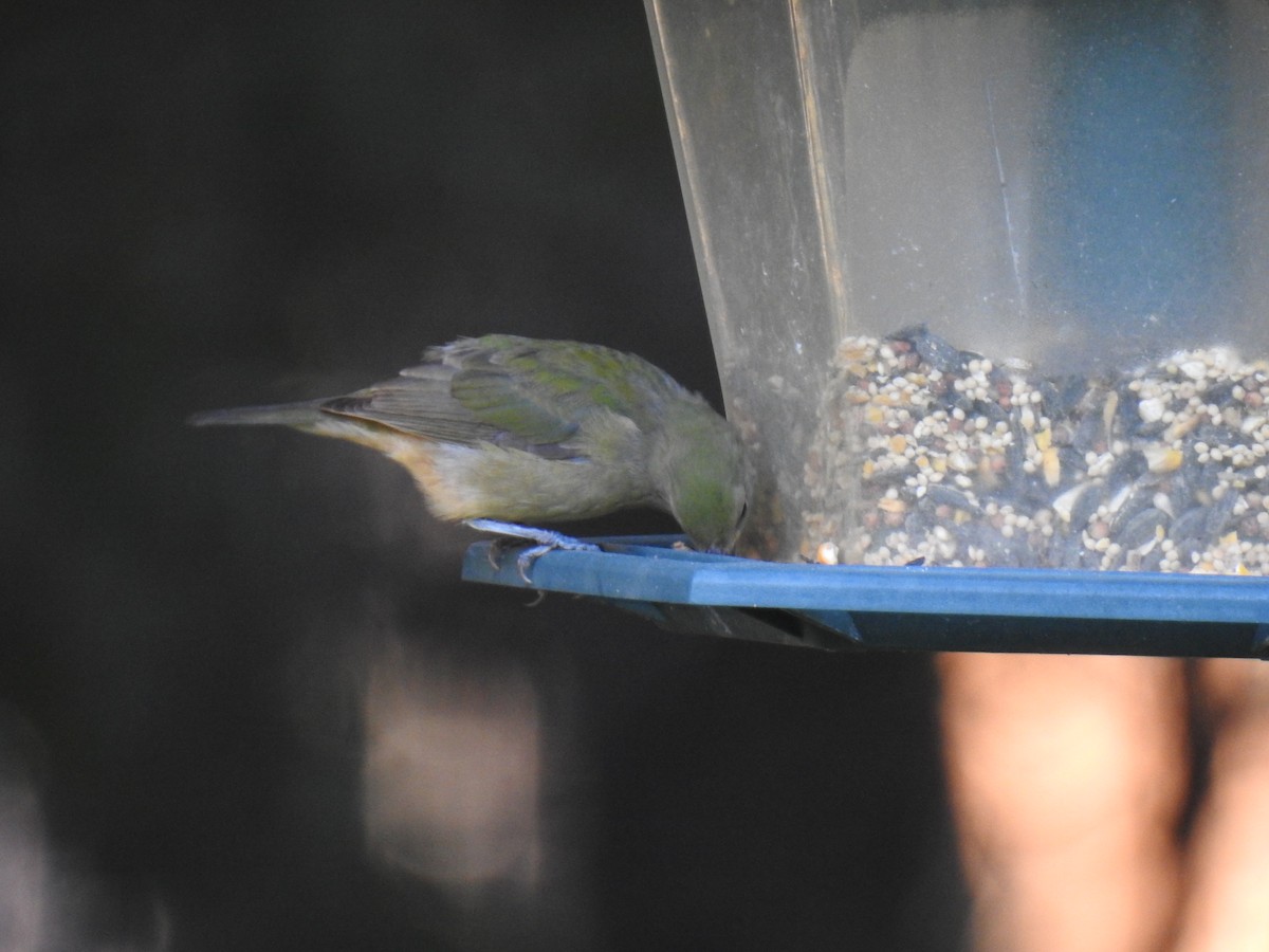 Painted Bunting - ML623959432
