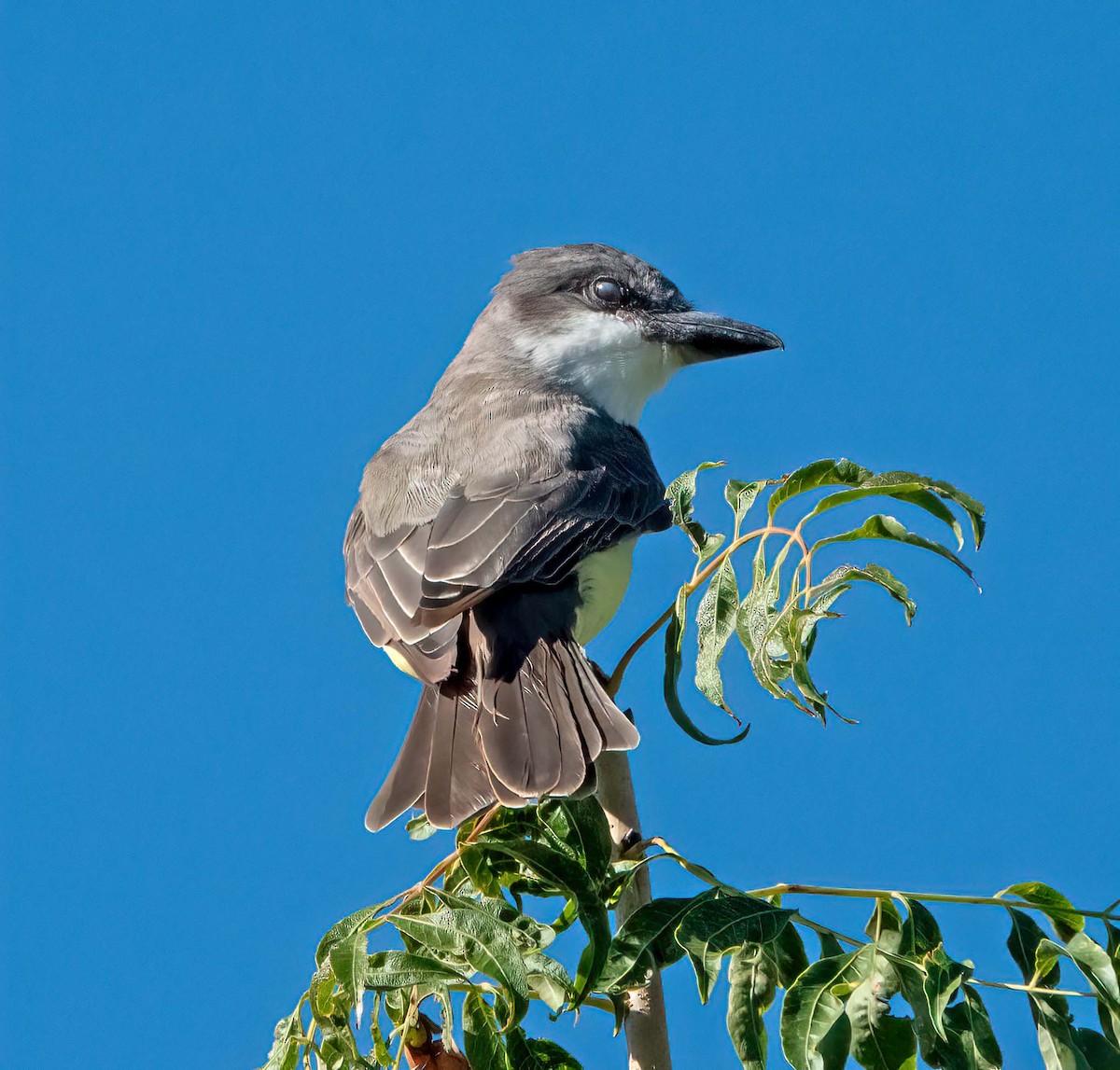 Thick-billed Kingbird - ML623959436