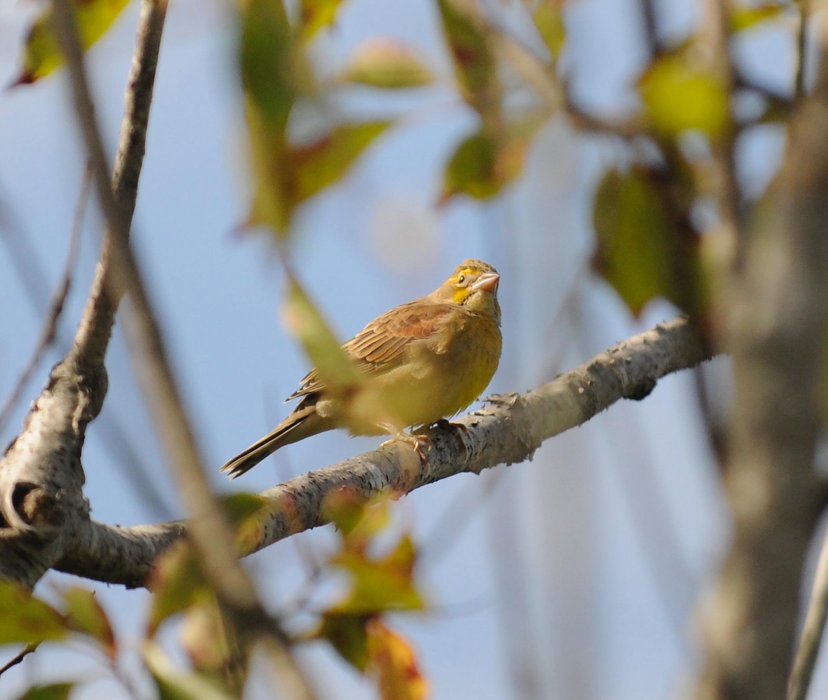 Dickcissel - ML623959445