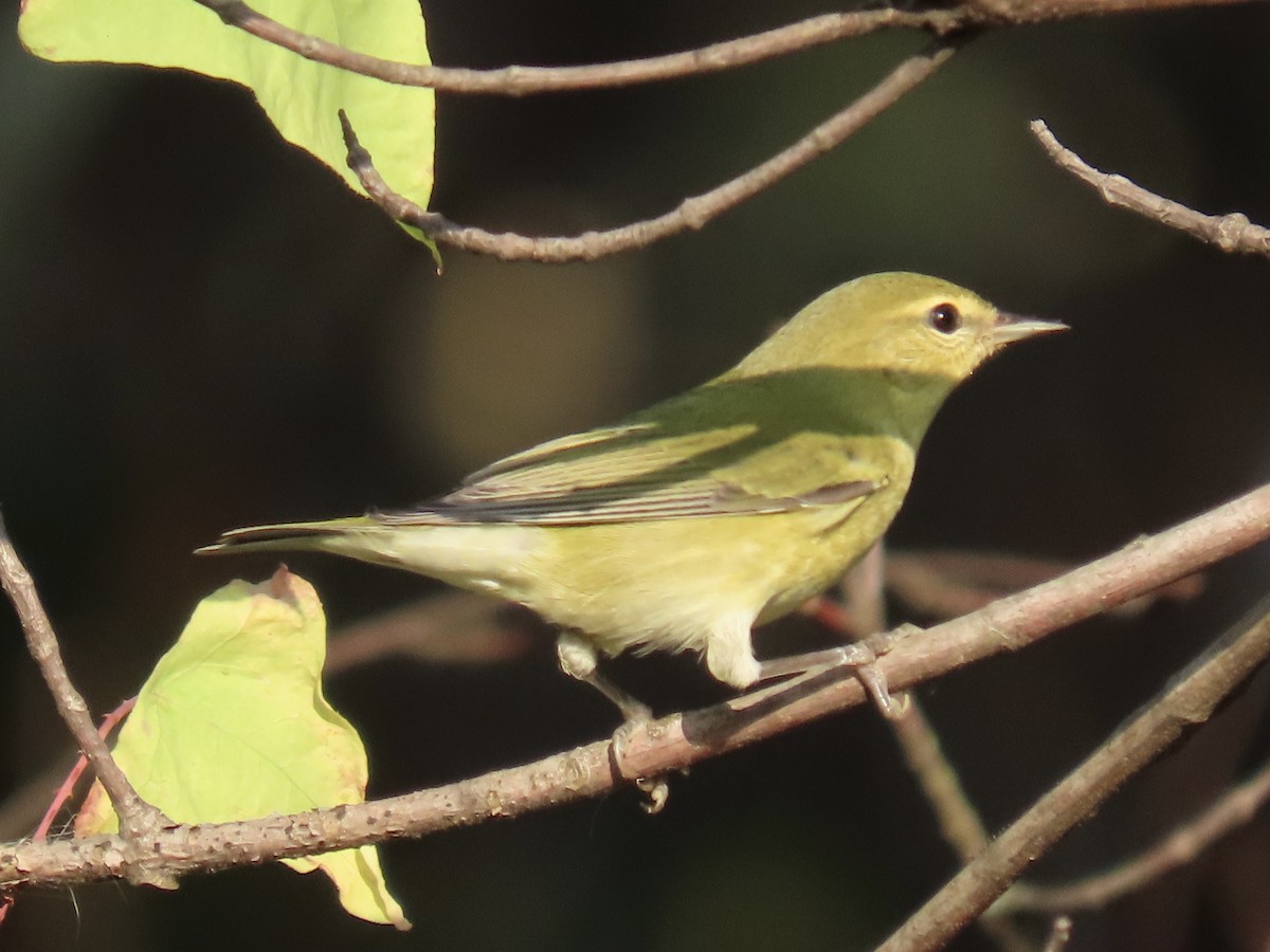 Tennessee Warbler - ML623959450