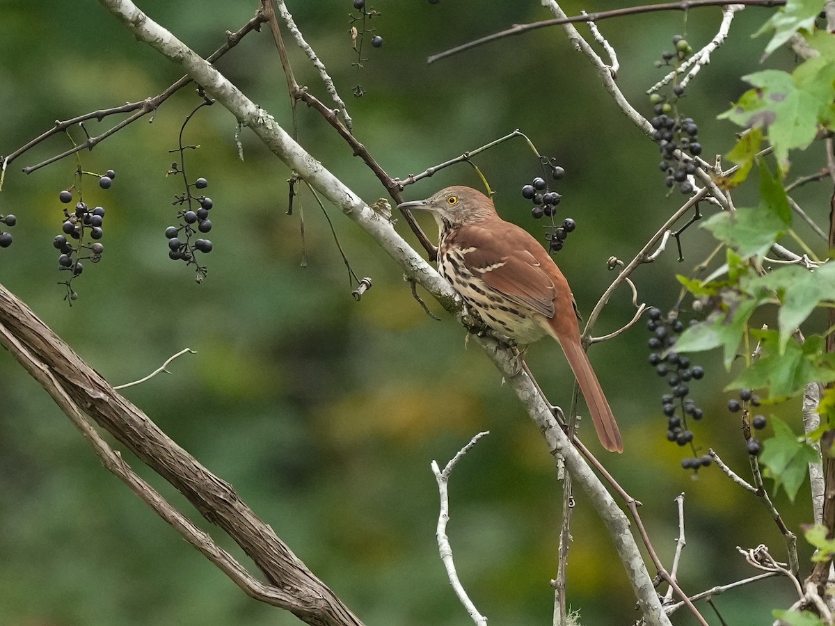 Brown Thrasher - ML623959457