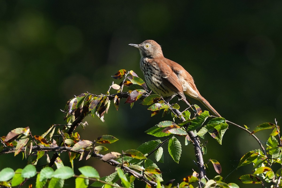 Brown Thrasher - ML623959458