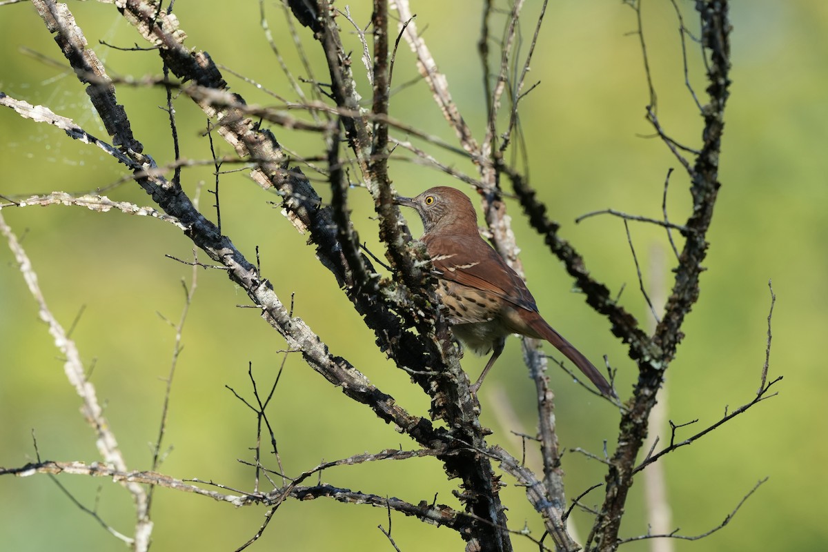 Brown Thrasher - ML623959459