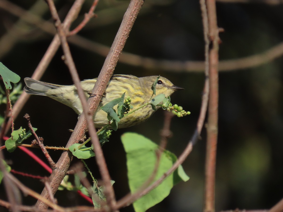 Cape May Warbler - ML623959467