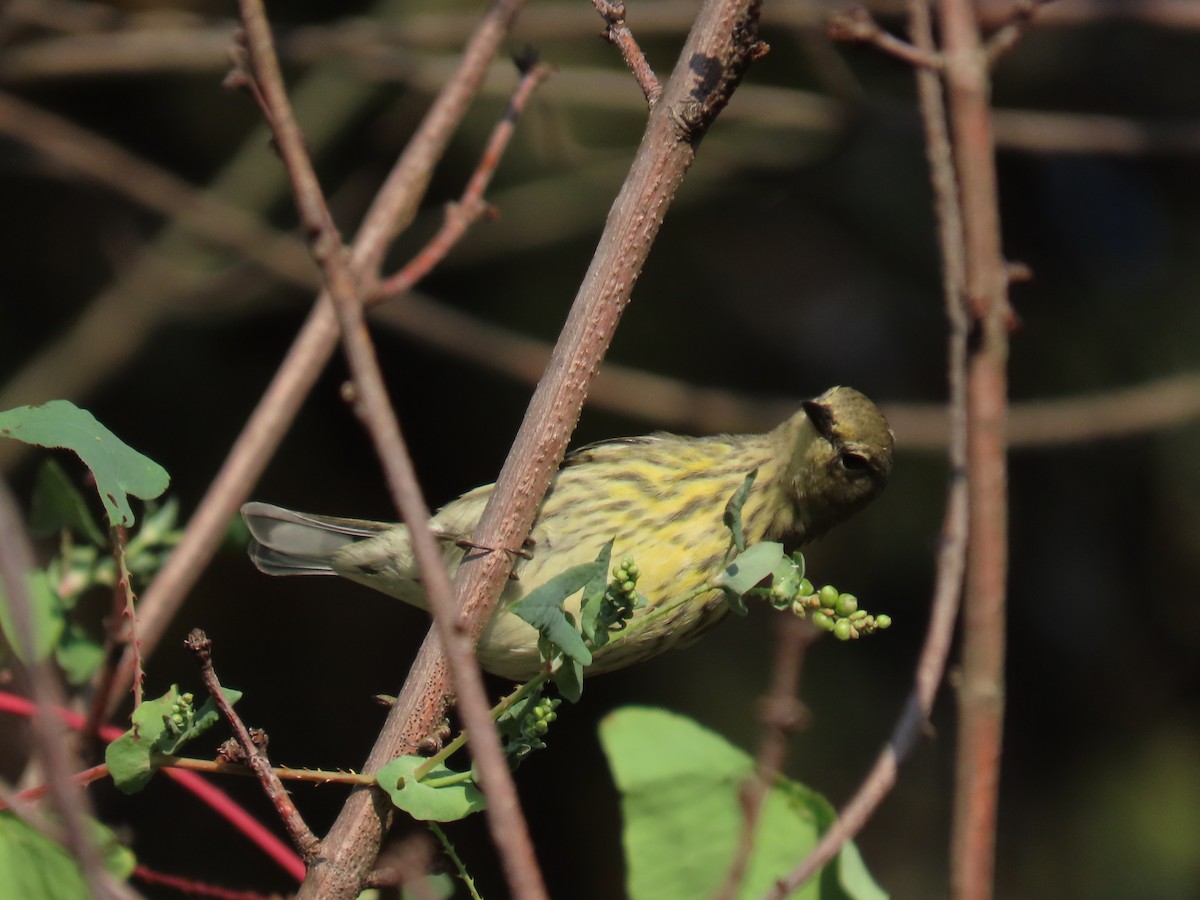 Cape May Warbler - ML623959468