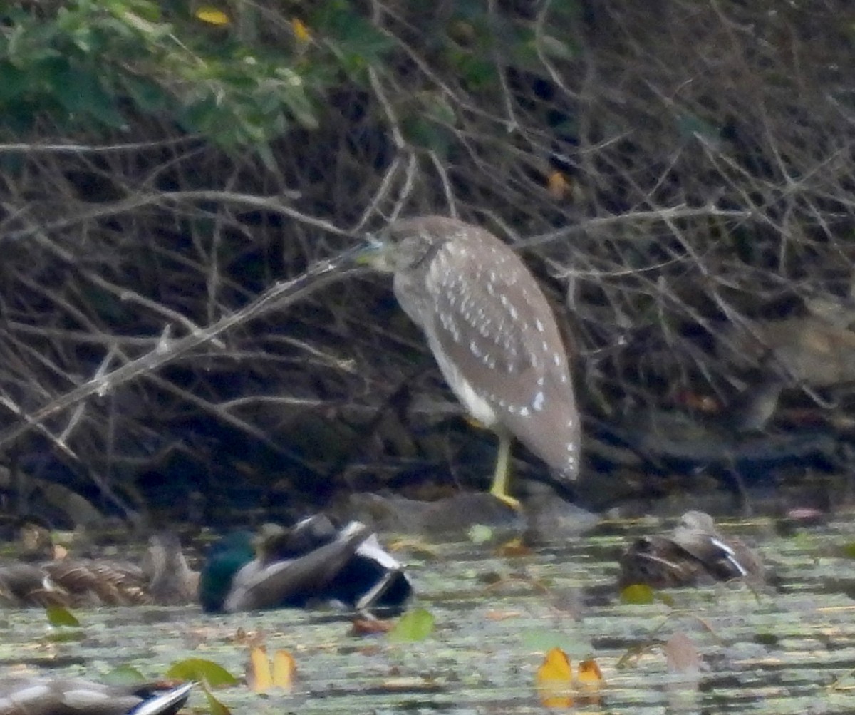 Black-crowned Night Heron - ML623959470