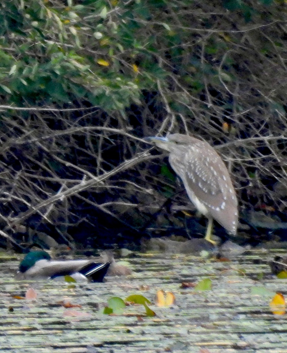 Black-crowned Night Heron - ML623959471