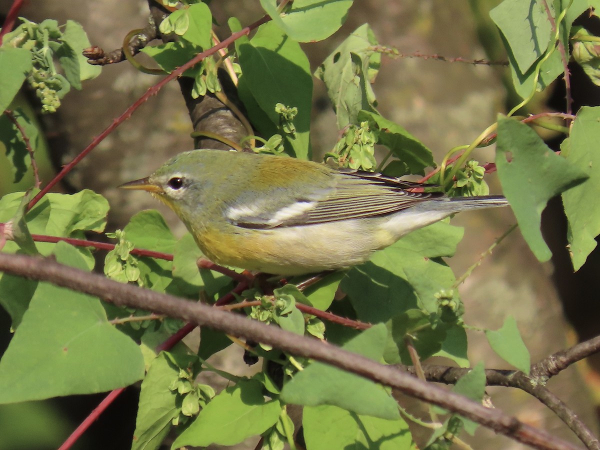 Northern Parula - ML623959477