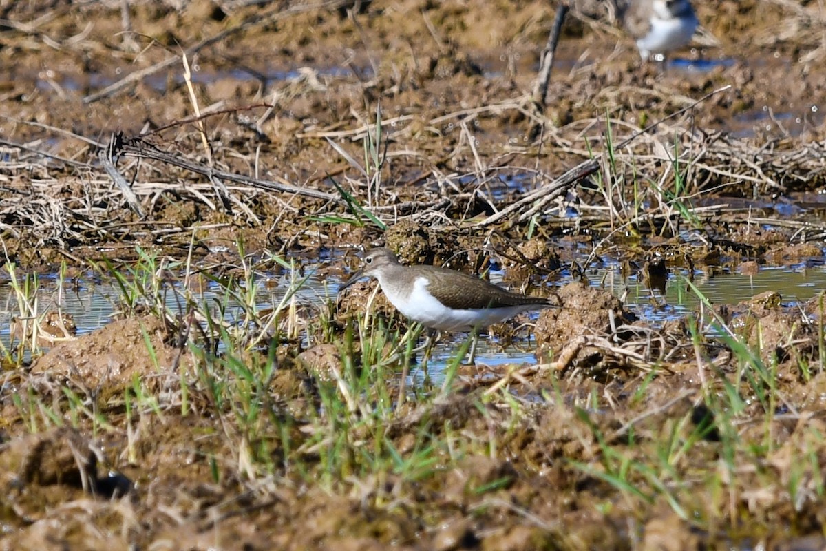 Common Sandpiper - ML623959484