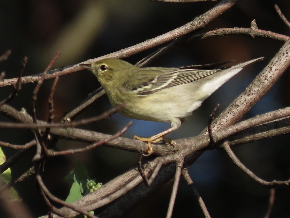 Blackpoll Warbler - ML623959487