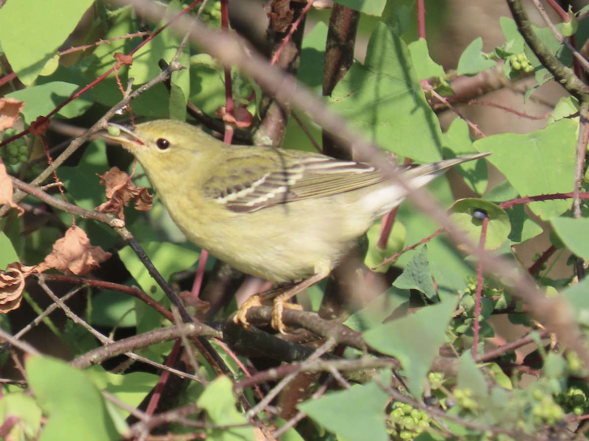 Blackpoll Warbler - ML623959488