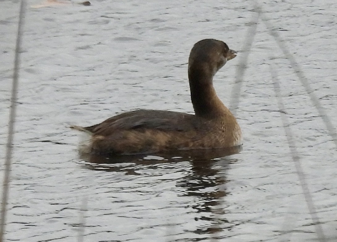 Pied-billed Grebe - ML623959499